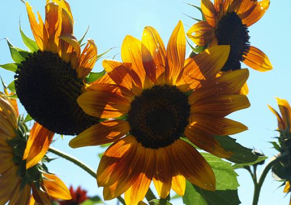 Annual sunflowers are now grown in New Jersey by local farmers to supply NJ Audubon’s annual birdseed sale. Sale proceeds support wildlife conservation education and research.