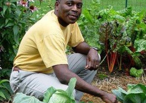 Gardener from Harrisburg, PA, in the midst of his backyard home vegetable garden preparing produce donations for his local food bank. (Provided by an AmpleHarvest.org partner in Harrisburg, PA)