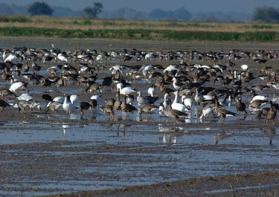 Greater White-fronted and lesser snow geese in a Louisiana rice field enrolled in NRCS’ Migratory Bird Habitat Initiative.