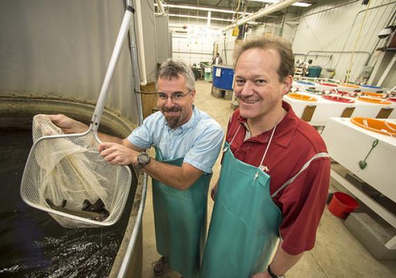Researchers Dr. Kenneth Cain, University of Idaho, and Dr. Douglas Call, Washington State University with fish in a net