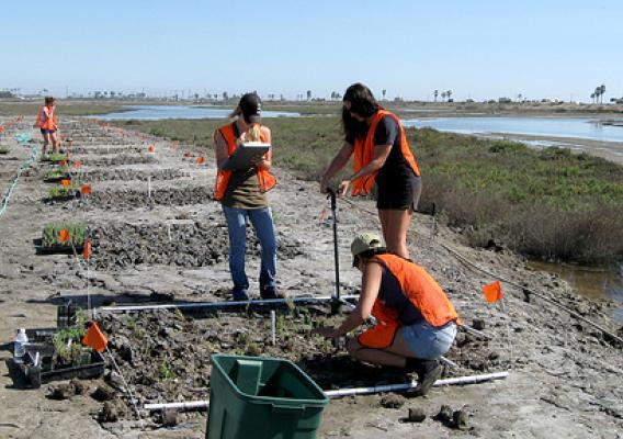 Student interns from the California State University System working on a watershed management project