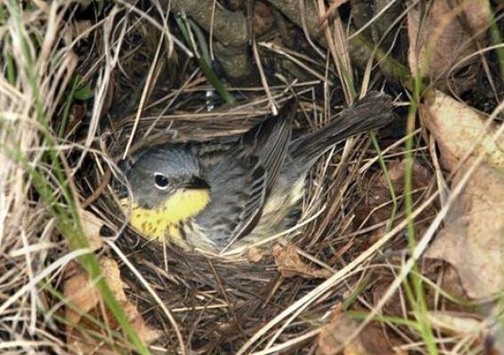 Female Kirtland’s warbler on a nest - Huron-Manistee National Forest.  Photo by Ron Austing.