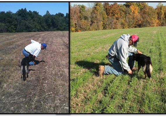 Left: Larry Woods checking for growth a few weeks after the first field seeding this summer. Right: Larry in the same field just a few months later.