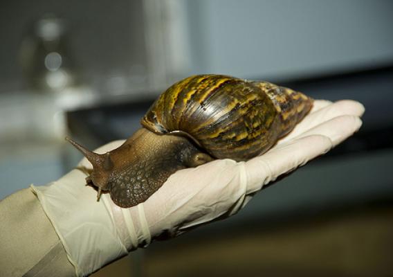 Giant African snails can reach up to 8 inches in length and nearly 5 inches in diameter—about the size of an average adult fist—and can live up to nine years. In a typical year, mated adults lay about 1,200 eggs. 