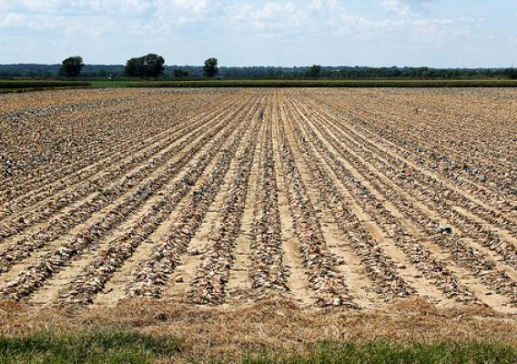 Some regions of the United States seem to experience drought more often and more severely. Farmers in more drought-prone regions are adapting to their higher exposure. Photo Credit: Shutterstock.