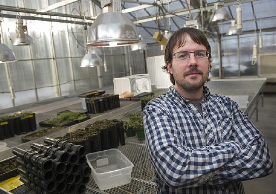 Research Entomologist Justin Runyon is a winner of this year’s prestigious Presidential Early Career Award for Scientists and Engineers. He studies the chemical reaction between insects and plants for the Rocky Mountain Research Station. (Montana State University/Kelly Gorham)