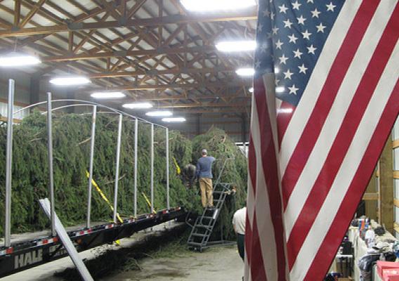 In a staging area, workers carefully begin the process of wrapping the tree to protect it during the 5,000-mile journey from Colville National Forest to the west lawn of the U.S. Capitol in Washington, D.C. (U.S. Forest Service photo)