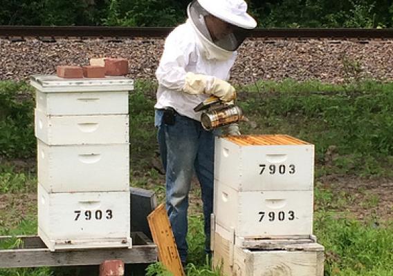 Loveless uses smoke to calm the bees when he opens the boxes for inspection. Smoking the bees allows the beekeeper to work in the hive while the colony's defensive response is interrupted.