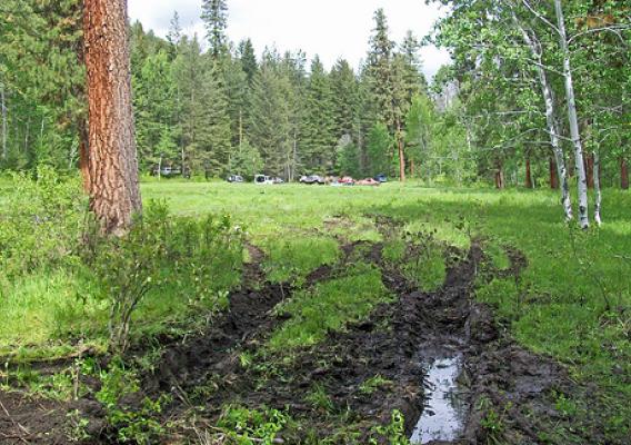 The aftermath of "mudders" driving their vehicles through a pristine meadow on the Okanogan-Wenatchee National Forest in Washington. Participants could face charges including malicious mischief and fines up to and including paying for the costs of restoration. (U.S. Forest Service photo)