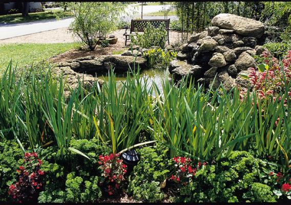 This backyard pond in Palm Beach, Fla. features a variety of wetland plants.