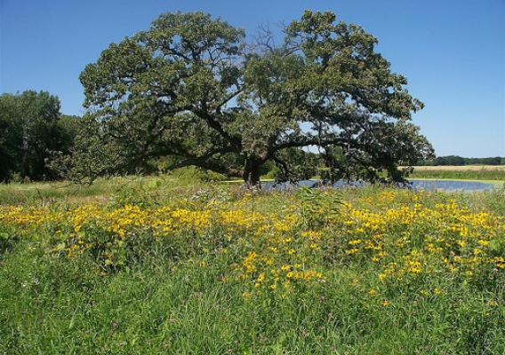 The wetland in bloom with a more than 100-year-old oak tree standing prominently in the prairie. Natural Land Institute photo.