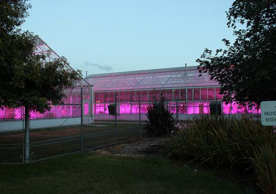 New energy efficient lights in USDA greenhouses at the Western Regional Research Center in Albany (above) will reduce greenhouse gas emissions and save about $200,000 a year in electrical costs. The City of Albany, California recently issued a proclamation recognizing USDA for installing the new LED luminaires and reducing greenhouse gas emissions. Plants in the greenhouses, used for research by Agricultural Research Service scientists, also are growing faster and producing higher yields.