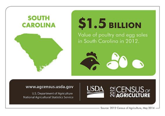 No matter which came first, poultry and eggs aren’t chicken feed for South Carolina.  With more than a billion in sales, that a lot of scratch.  Check in next Thursday for more results from the 2012 Census of Agriculture.   