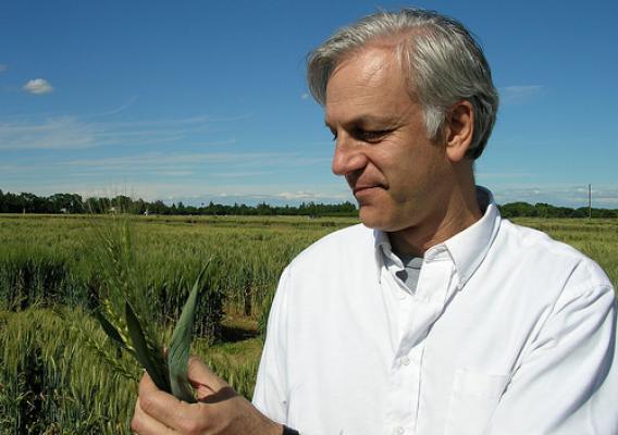Jorge Dubcovsky, professor of plant sciences at the University of California–Davis (pictured), and fellow UC Davis researcher Clark Lagarias uncovered a key determinant in the time it takes wheat to flower. Their discovery could lead to further research that would allow wheat growers to produce greater yields to feed the world’s growing population. Their work is published in this month’s edition of edition of Proceedings of the National Academy of Sciences. Photo courtesy of Jorge Dubcovsky.