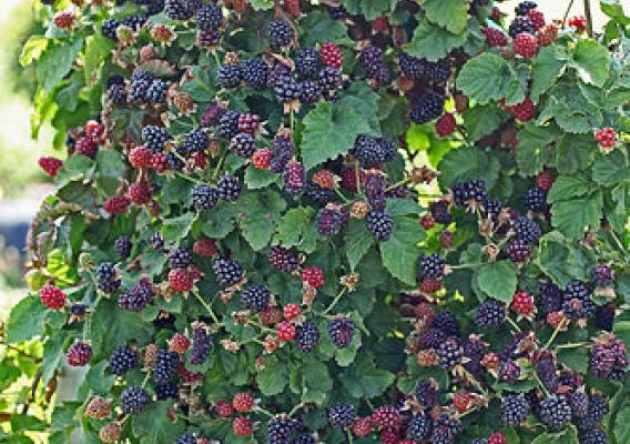 An abundant blackberry crop that is easier to harvest on the Rotating Cross-Arm Trellis, which is on the market thanks to an SBIR loan. Photo Fumiomi Takeda, ARS.