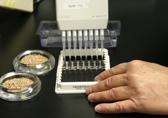 AMS’s Seed Regulatory and Testing Division scientist conducts a test to detect the presence of harmful pathogens in grass seed. USDA photo.