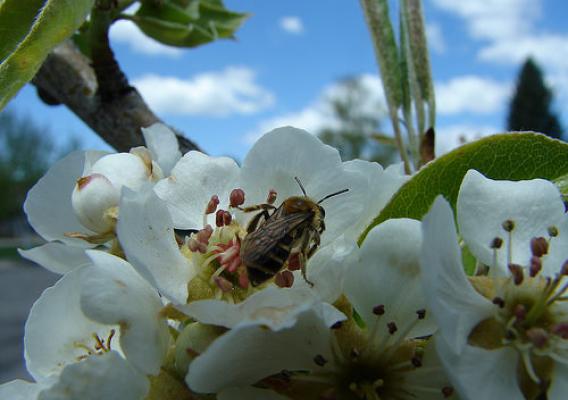 A native Andrena bee species gathering nectar and pollen from a pear flower