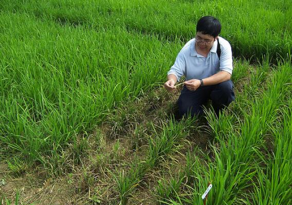 Plant molecular pathologist Yulin Jia samples a field for rice blast disease