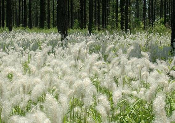 Cogongrass, a nonnative invasive plant, infesting a southern pine plantation. (photo by Chris Evans, courtesy of Forestry Images)