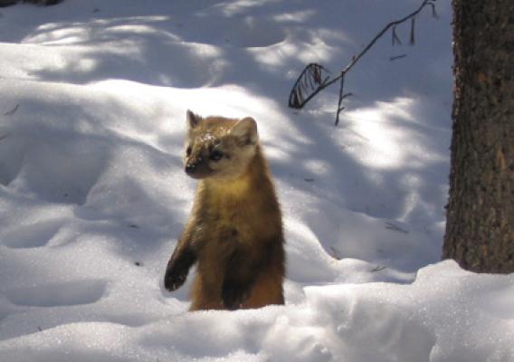 A marten in the snow, by Nathan Stone, US Forest Service Rocky Mountain Research Station 