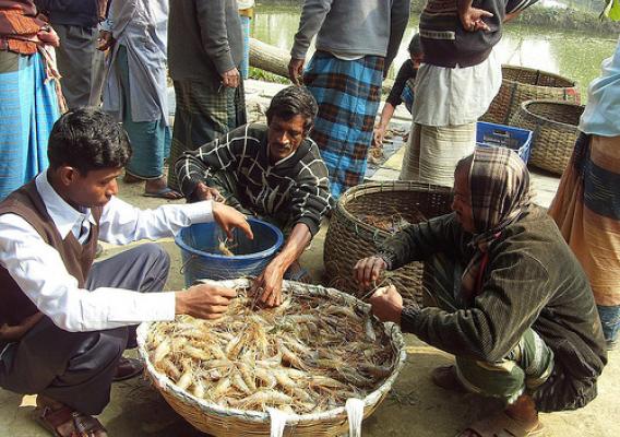 Market linkage has been established for selling the prawn produced in the area, which has resolved the marketing problem initially faced by the farmers. Photo credit to Winrock International.
