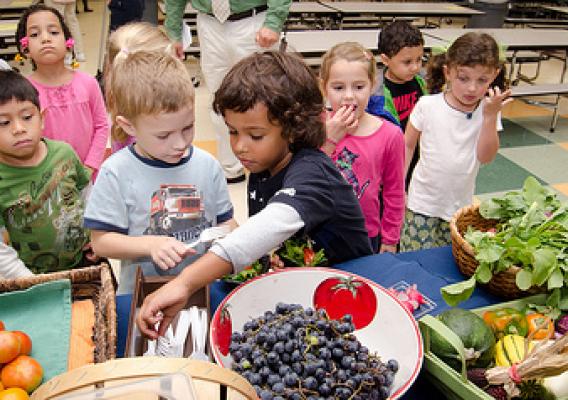 First-hand experiences with agriculture are a key component of farm to school programs. 
