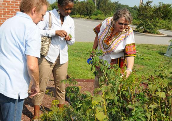 People’s Garden committee member Rhonda Tyndall (left) shows DSU nutritionists Donna Brown and Carol Giesecke exactly which veggies and herbs will be ready for use in their upcoming cooking demonstration.