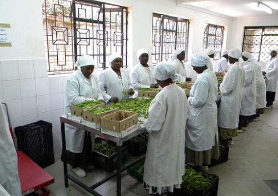 Employees at Hillside Green work in the pack house certifying fresh vegetables for export. Photo credit: Ayub Otieno