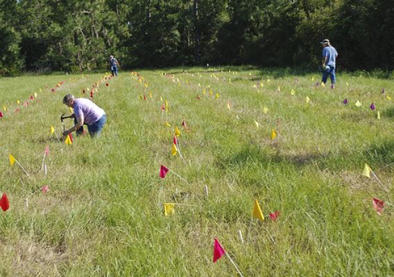PMC staff preparing field for planting test plants in Ona, Florida.