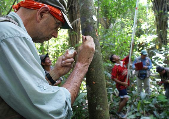 ARS scientist Gary Samuels extracts a sample of living plant tissue from a wild cacao tree on the bank of Rio Marañón en Peru. (Photo courtesy of ARS)