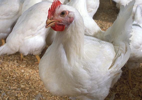 USDA is updating the definitions for poultry classes, such as broiler or roaster, which are based on the sex and age of the bird when harvested. 