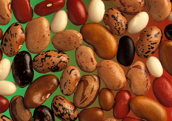 The USDA-supported Bean Coordinated Agricultural Project (BeanCAP) is working to help bean plant breeders develop new varieties that are better at adapting to changes in climate.
