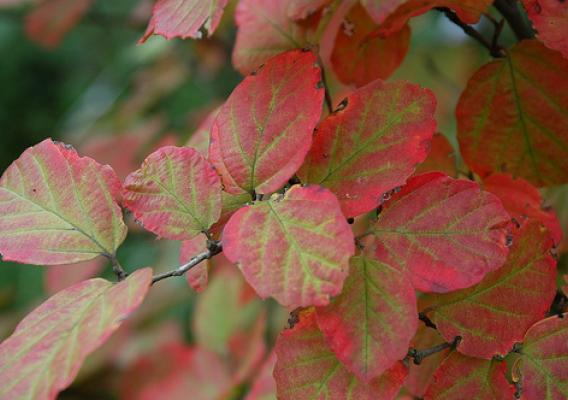 Fothergilla leaves make the transition from green to red in the National Herb Garden at the U.S. National Arboretum. (Photo credit U.S. National Arboretum)