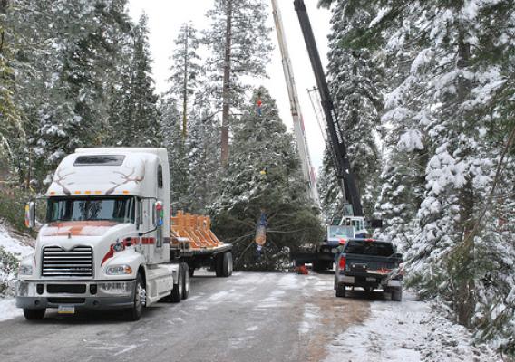 The 65-foot white fir that will be this year's Capitol Christmas Tree is loaded onto its flatbed truck by two cranes after being harvested Nov. 5. Prior to its harvesting on the Stanislaus National Forest in California, an elder from the Tuolumne Band of Me-wuk Indians blessed the majestic tree and its journey in a private ceremony. (U.S. Forest Service photo)