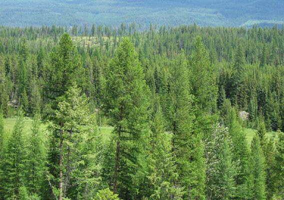 The Clearwater Project provides critical habitat for Canada lynx, grizzly bears, and bull trout, all federally listed endangered species. The Forest Legacy Program supports state efforts and has helped to protect more than 2 million acres of environmentally sensitive forest lands across the U.S. 