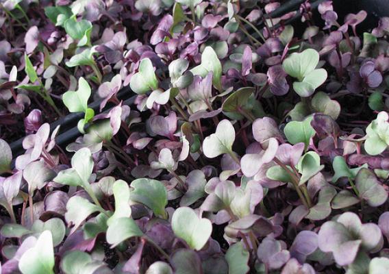 Microgreens grown by John Biscoe.  Farmers markets are the missing link between John and the people who eat the food he grows.