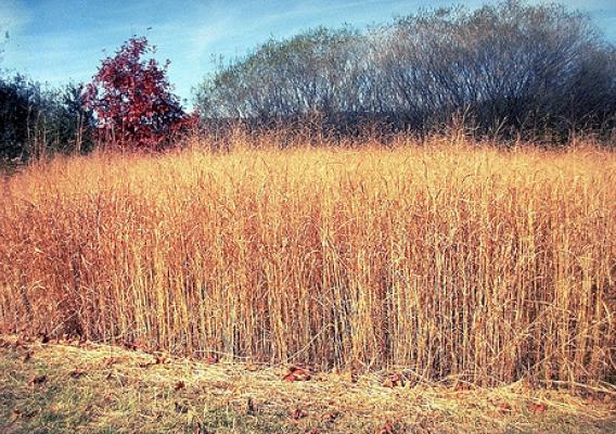 Switchgrass is a potentially important source of biomass (Photo Courtesy of NRCS)