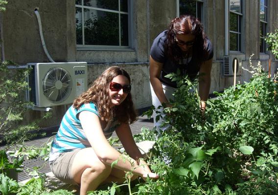Clara Hamilton (left) and Nilgun Birinci (right), look for tomatoes in the People’s Garden in Ankara, Turkey.