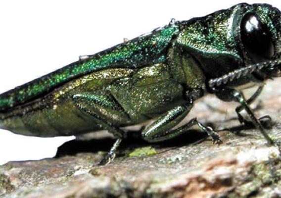 The emerald ash borer is an example of a non-native, wood-boring insect.