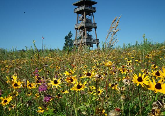 Nicollet Tower, surrounded by a sea of native grasses and wildflowers.