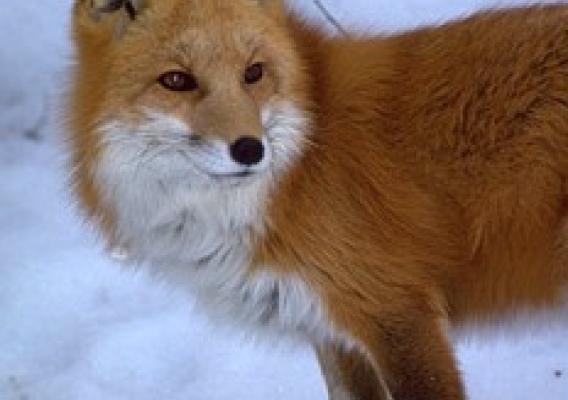 Rare Sierra Nevada red fox.