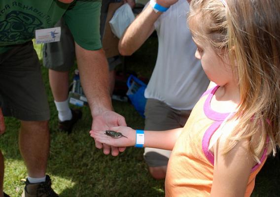 Sadie Armin Begtrup of Nashville, Tenn., prepares to release a hummingbird after it was banded at the annual USDA Forest Service Land Between The Lakes National Recreation Area Hummingbird Festival Aug. 5-7, 2011.