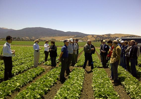 U.S. officials and members of the International Union for the Protection of New Varieties of Plants observe lettuce trials in California’s Salinas Valley.