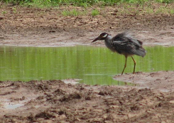 Great Blue Heron uses restored wetland habitat near a significant archeological site in Yell County, Arkansas