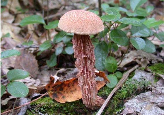 Boletellus russellii grows under conifers and hardwoods, particularly oaks. It is found throughout most of eastern North America, but is relatively rare. The fungus grows around and actually covers tree roots, producing a fungal "mantle" that helps the tree absorb water and nutrients. (USDA Forest Service Photo)
