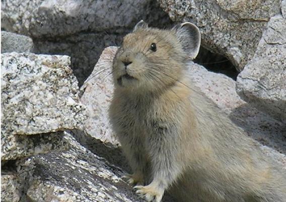 According to the World Wildlife Fund, the American Pika (Ochotona princeps) could be the first mammal victim of climate change (US Forest Service Photo).