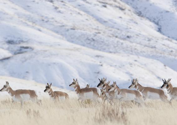 Pronghorn antelope on the move along the migration route. Photo credit: Mark Gocke.