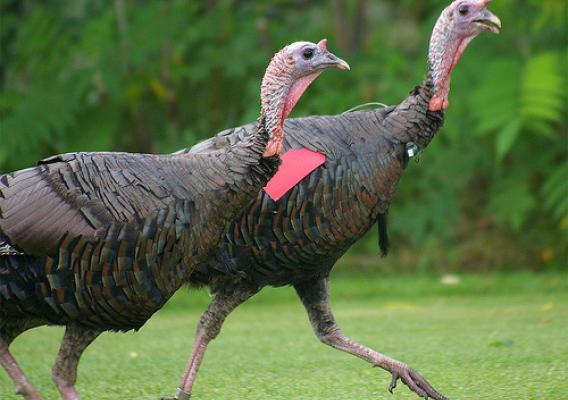 These male turkeys (toms) lived on a golf course near a New Hampshire airport, and were tracked by wildlife biologists to study their habits and movements.  The tom on the right wears a tag and transmitter that helps APHIS Wildlife Services biologists monitor his habits and movements. USDA Photo by D. Bargeron.