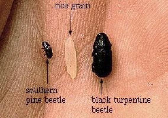 Southern Pine Beetle (U.S. Forest Service image)