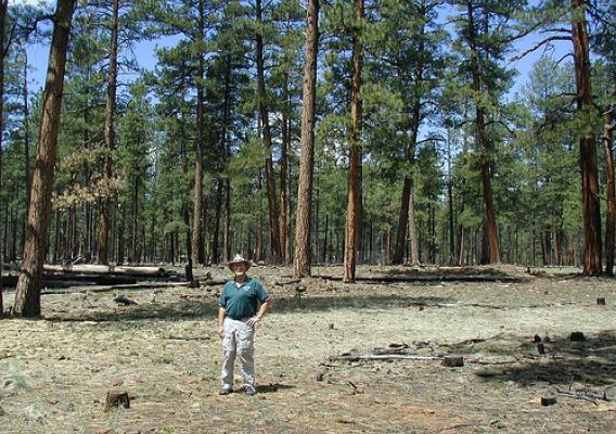 Untreated ponderosa pine woodland compared to an area restored by the Greater Flagstaff Forest Partnership working with the Forest Service in 2008 on the Coconino National Forest in Arizona.